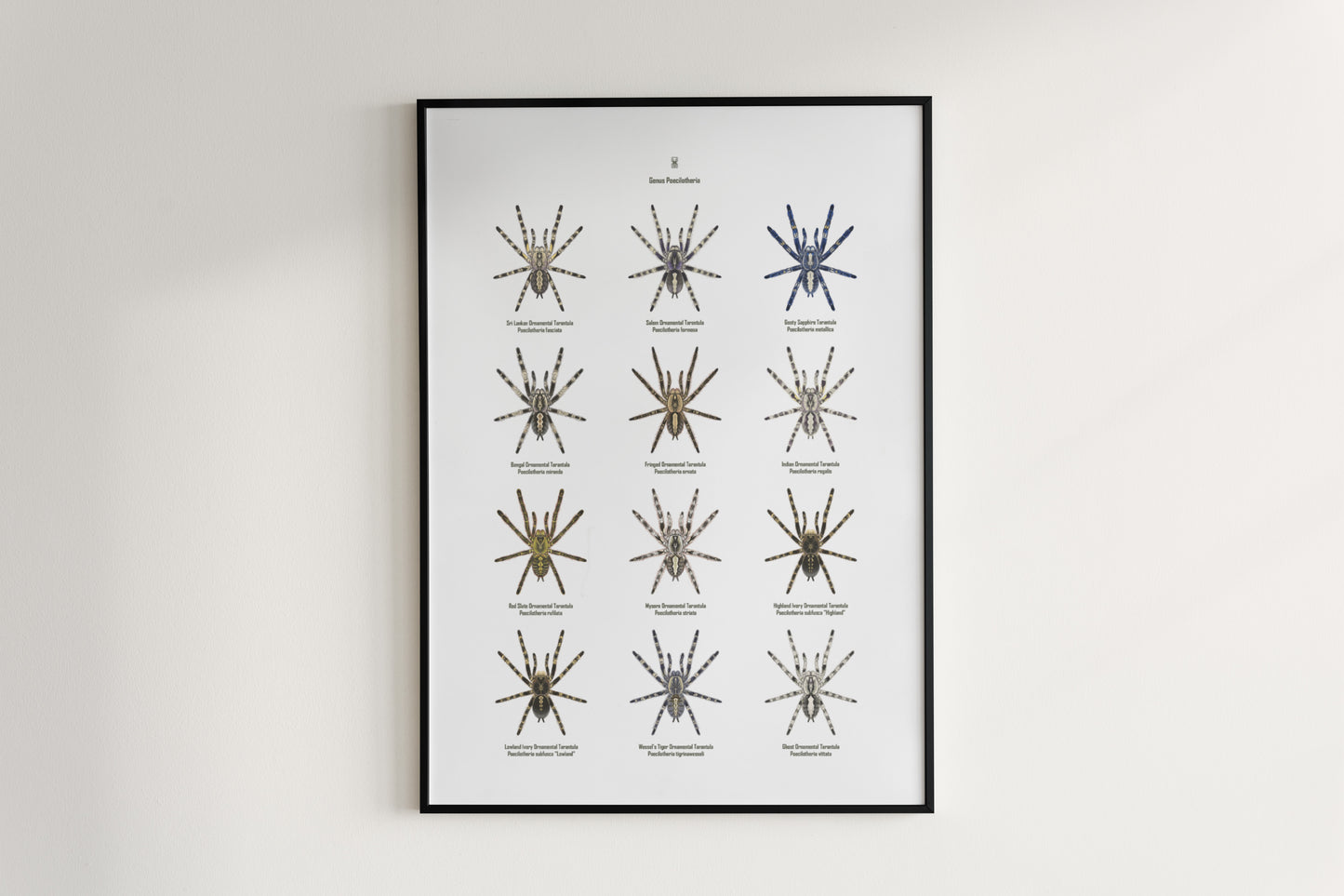 The Poecilotheria Genus Poster from The Silk Ranch