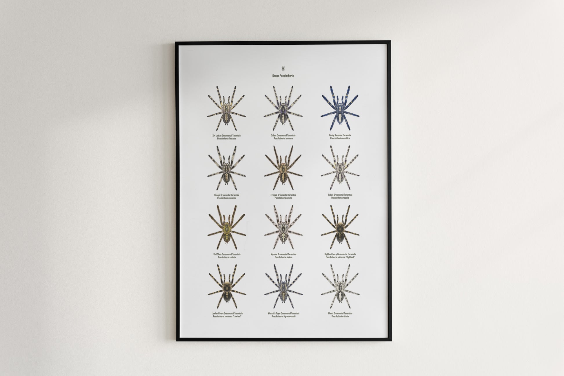 The Poecilotheria Genus Poster from The Silk Ranch