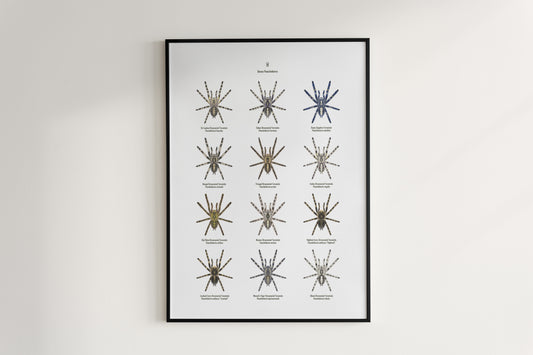 The Poecilotheria Genus Poster from The Silk Ranch