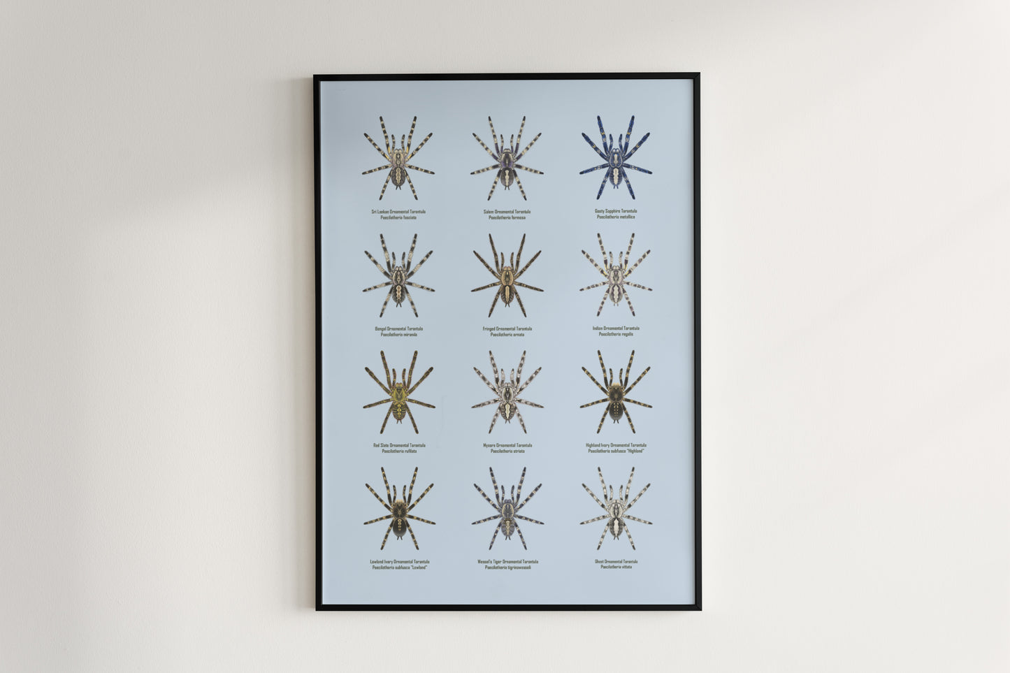 The Poecilotheria Genus Poster from The Silk Ranch