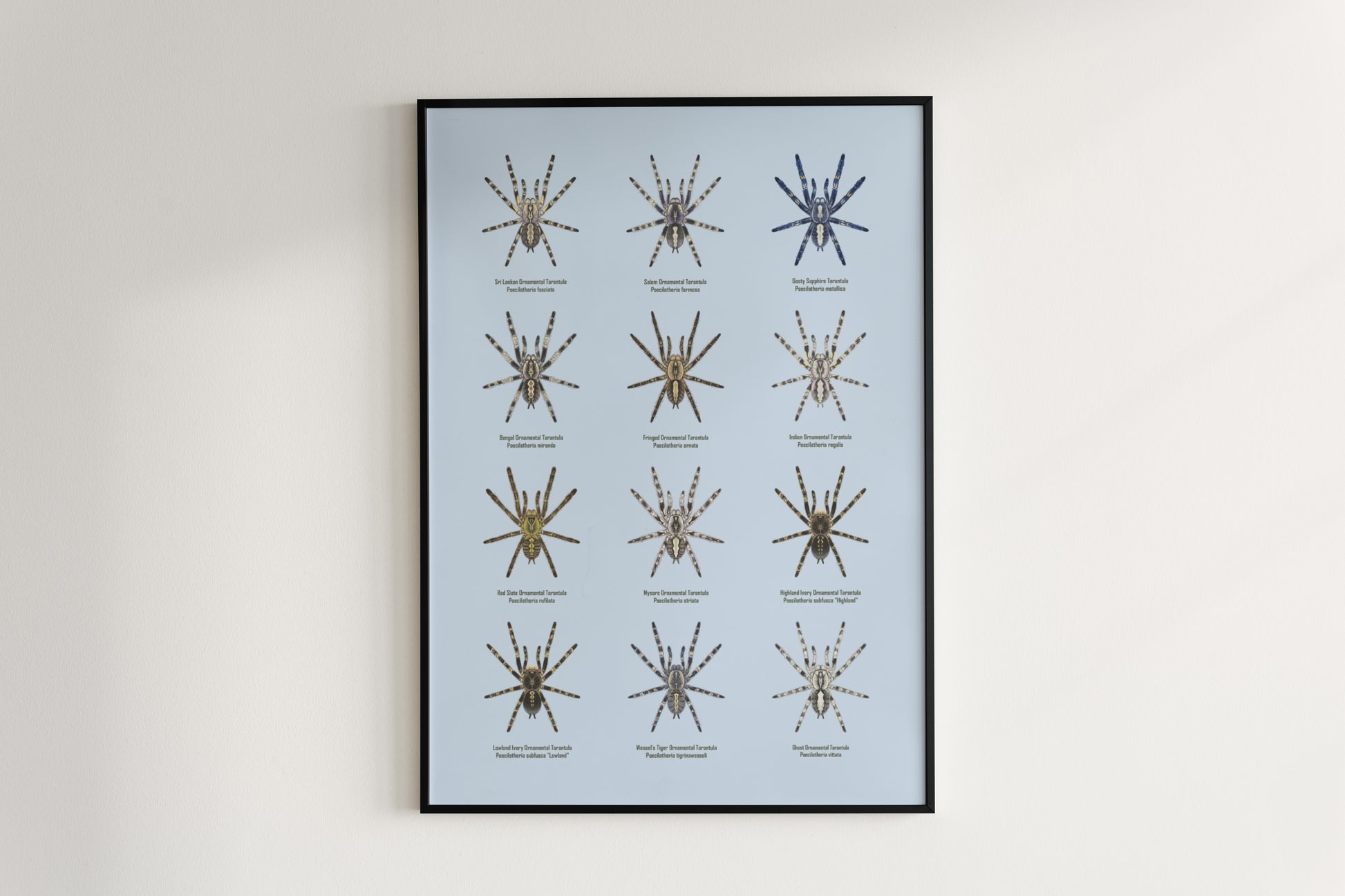 The Poecilotheria Genus Poster from The Silk Ranch