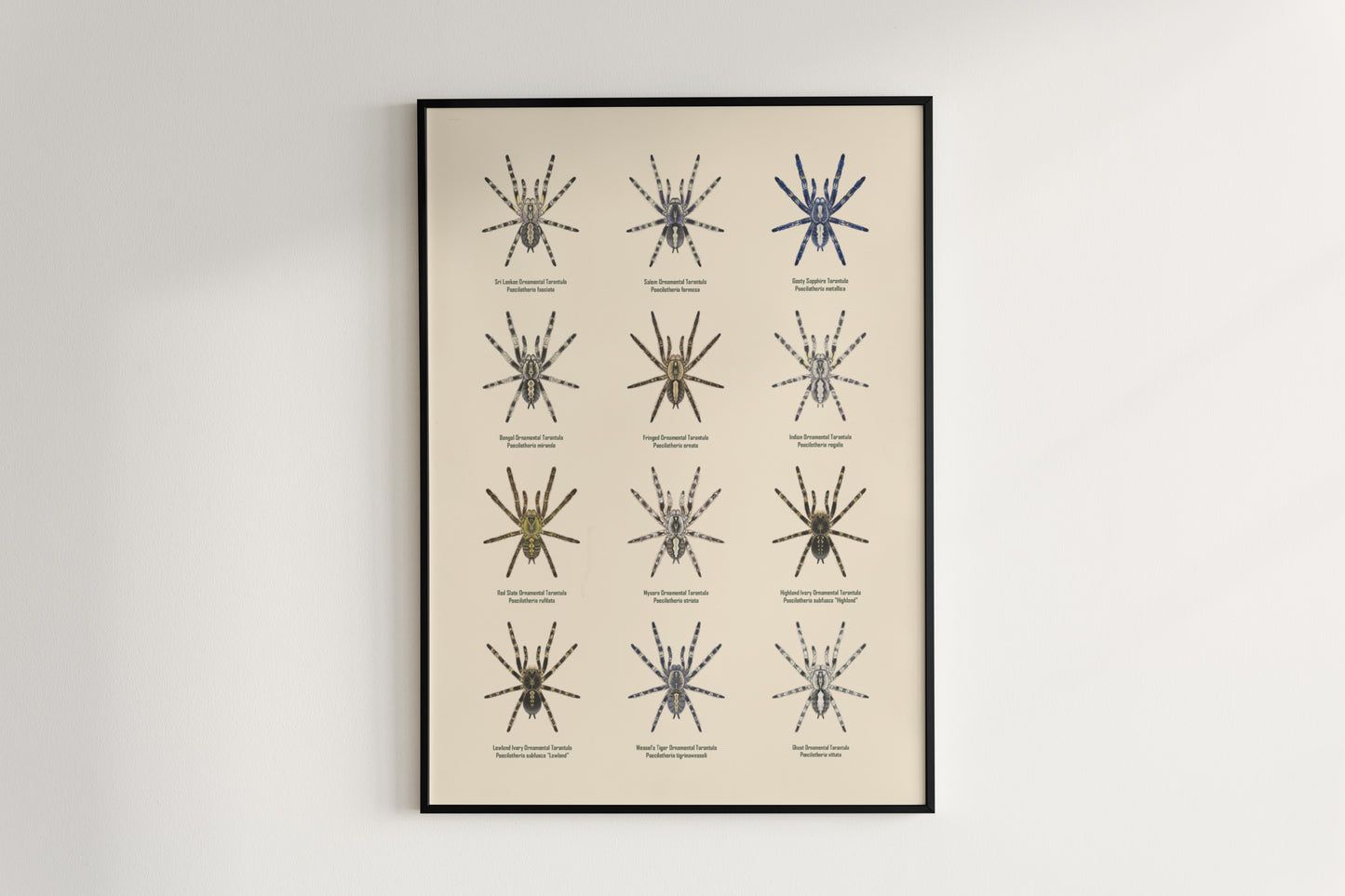 The Poecilotheria Genus Poster from The Silk Ranch