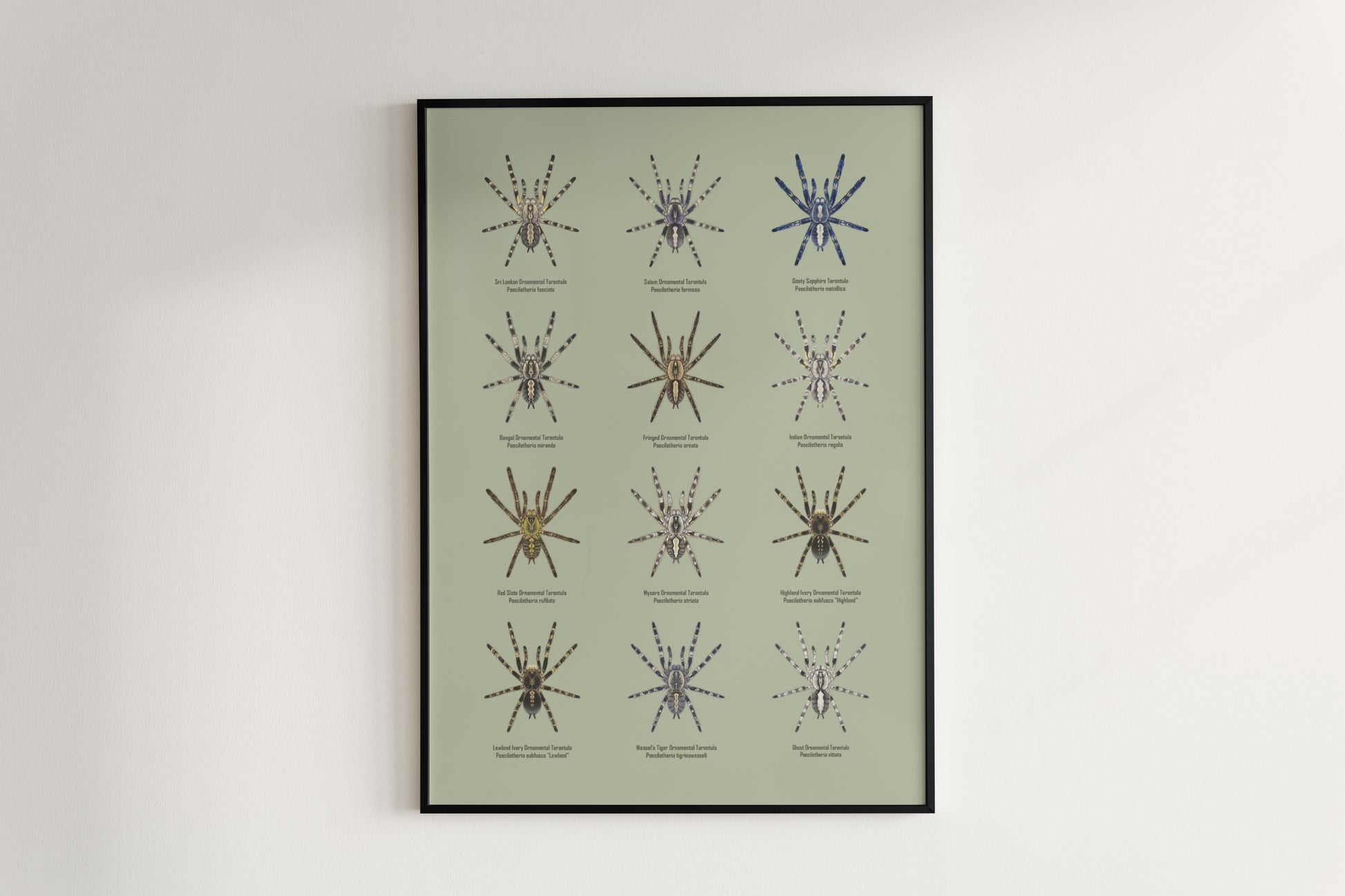 The Poecilotheria Genus Poster from The Silk Ranch