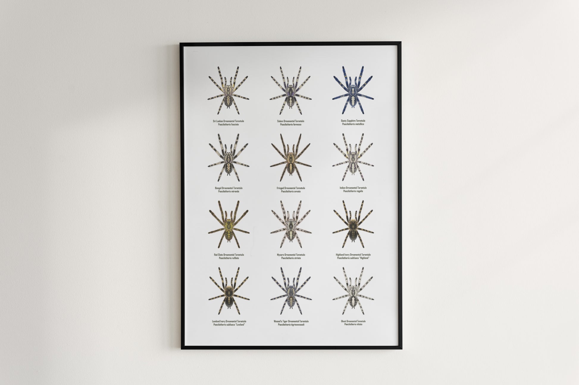 The Poecilotheria Genus Poster from The Silk Ranch