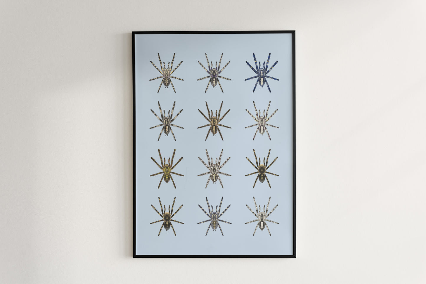 The Poecilotheria Genus Poster from The Silk Ranch