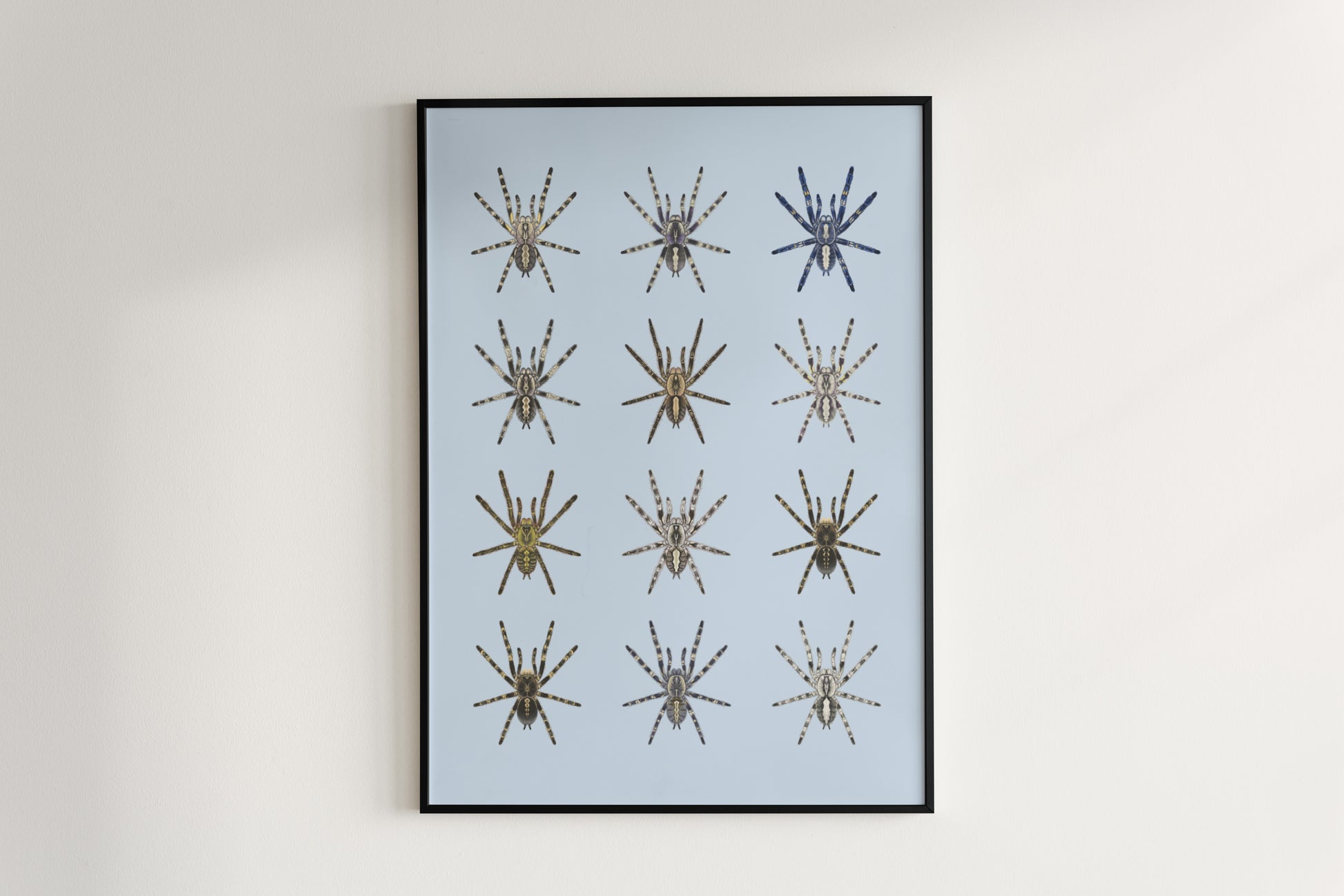 The Poecilotheria Genus Poster from The Silk Ranch