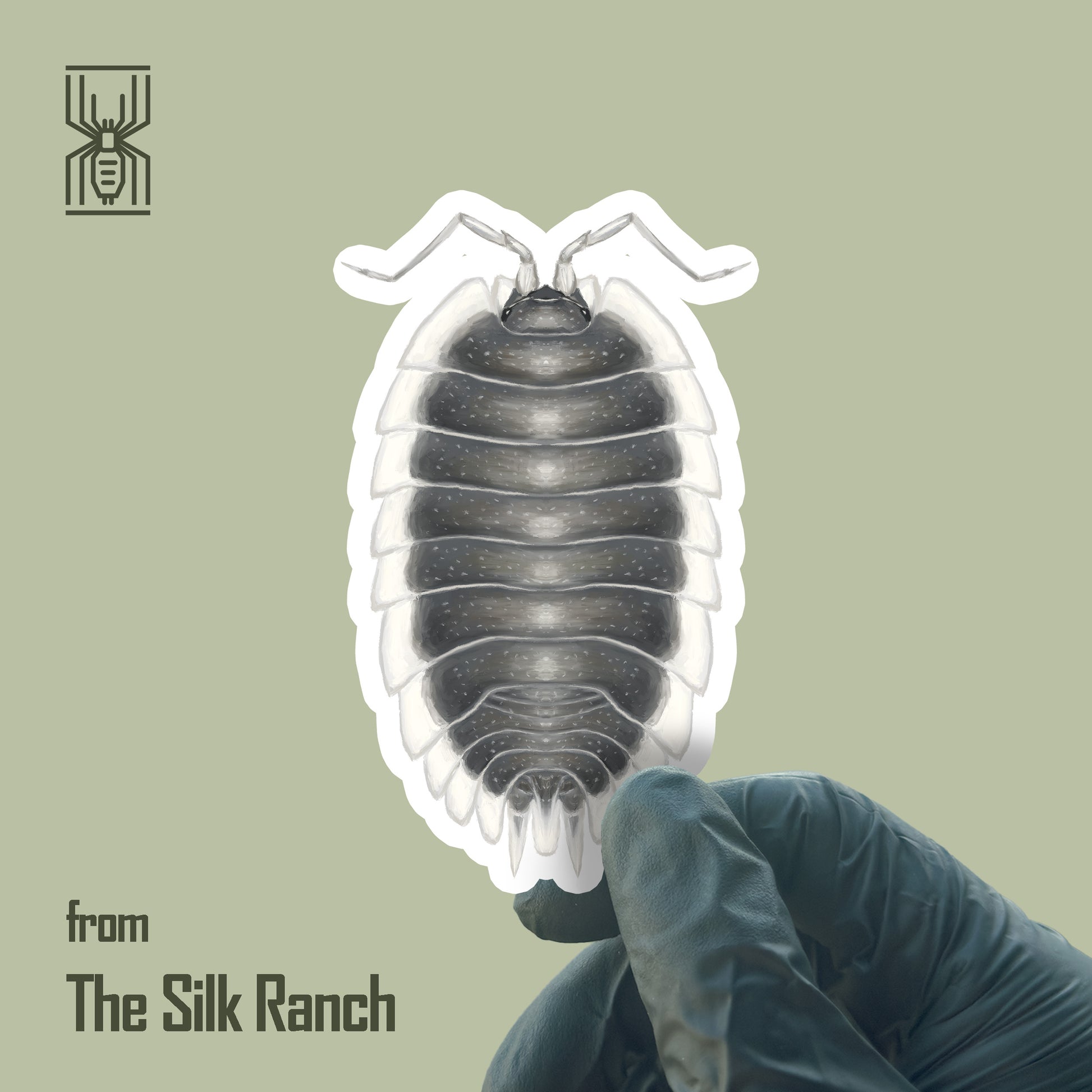 Greek Shield Isopod Sticker, Porcellio Werneri Waterproof Vinyl Sticker from The Silk Ranch