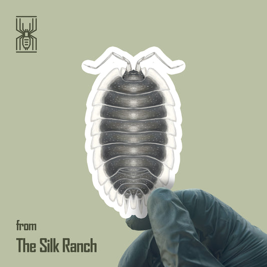 Greek Shield Isopod Sticker, Porcellio Werneri Waterproof Vinyl Sticker from The Silk Ranch
