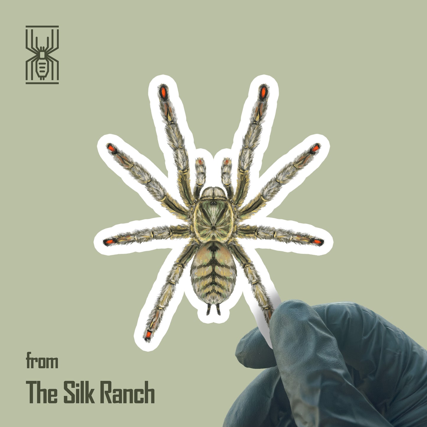Psalmopoeus cambridgei tarantula vinyl sticker with Chevron pattern, waterproof and durable, designed by The Silk Ranch.