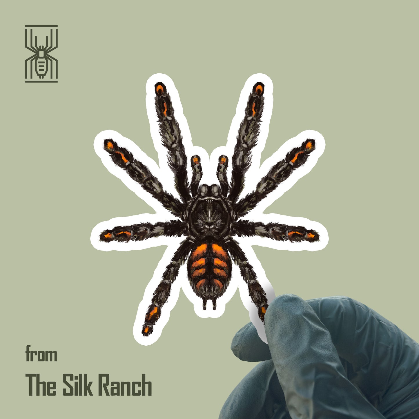 Venezuelan Suntiger Tarantula waterproof vinyl sticker featuring Psalmopoeus irminia, with detailed orange and black spider illustration