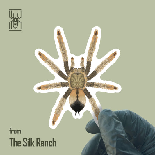Panama Blonde Tarantula Sticker, Psalmopoeus Pulcher Waterproof Vinyl Sticker from The Silk Ranch