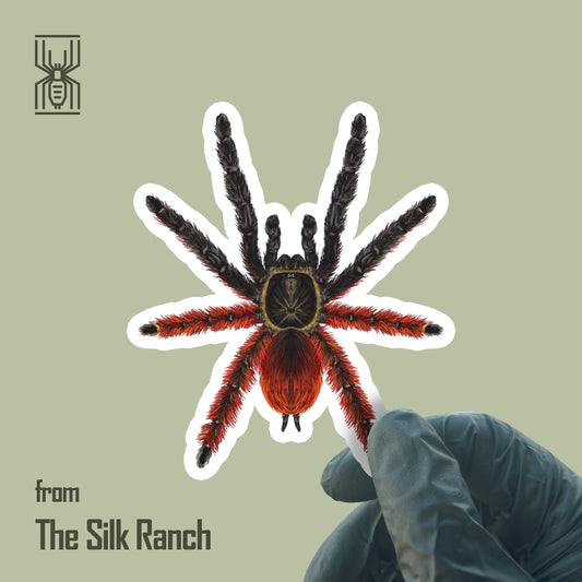 Darth Maul Tarantula Sticker, Psalmopoeus Victori Waterproof Vinyl Sticker from The Silk Ranch