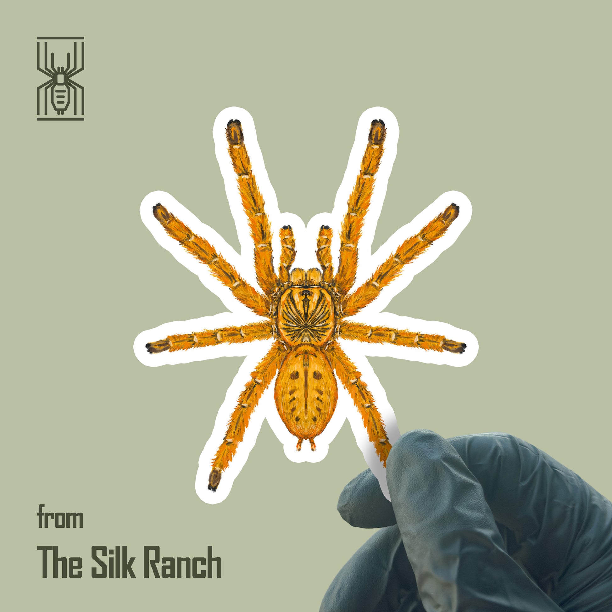 Orange Baboon Tarantula Sticker, Pterinochilus Murinus Waterproof Vinyl Sticker from The Silk Ranch