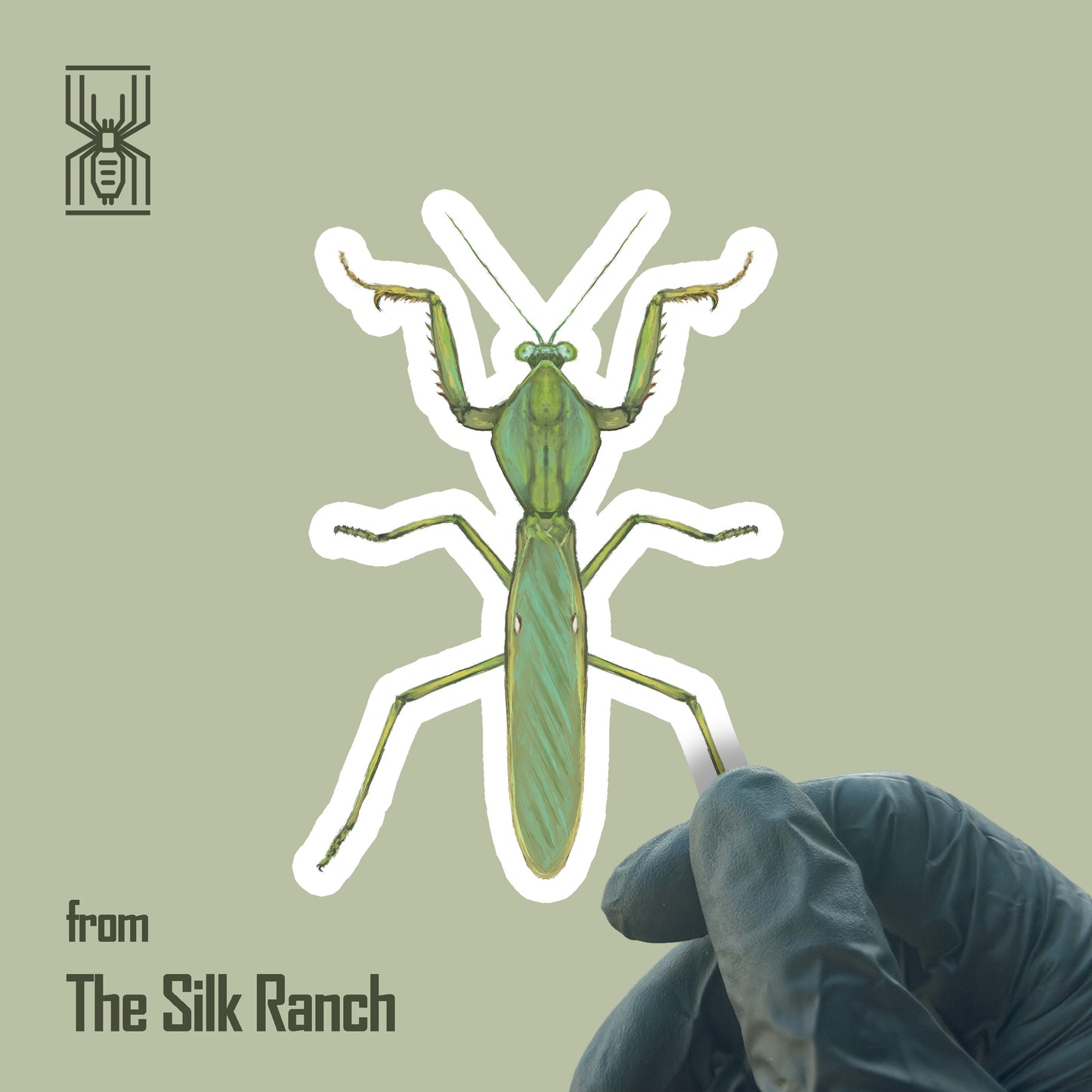 Giant Malaysian Shield Mantis Sticker, Rhombodera Basalis Waterproof Vinyl Sticker from The Silk Ranch