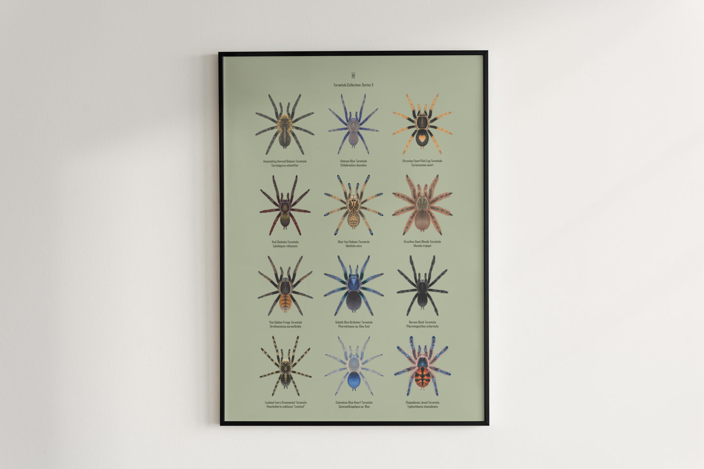 Tarantula Collection: Series X Poster from The Silk Ranch