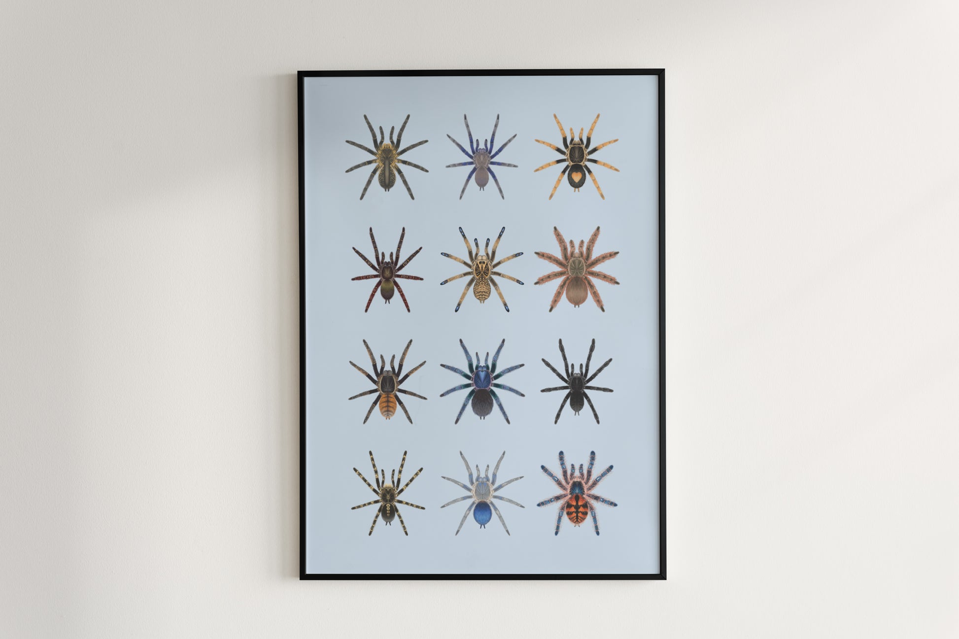 Tarantula Collection: Series X Poster from The Silk Ranch