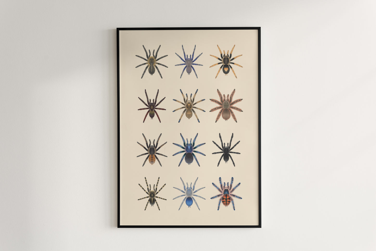 Tarantula Collection: Series X Poster from The Silk Ranch