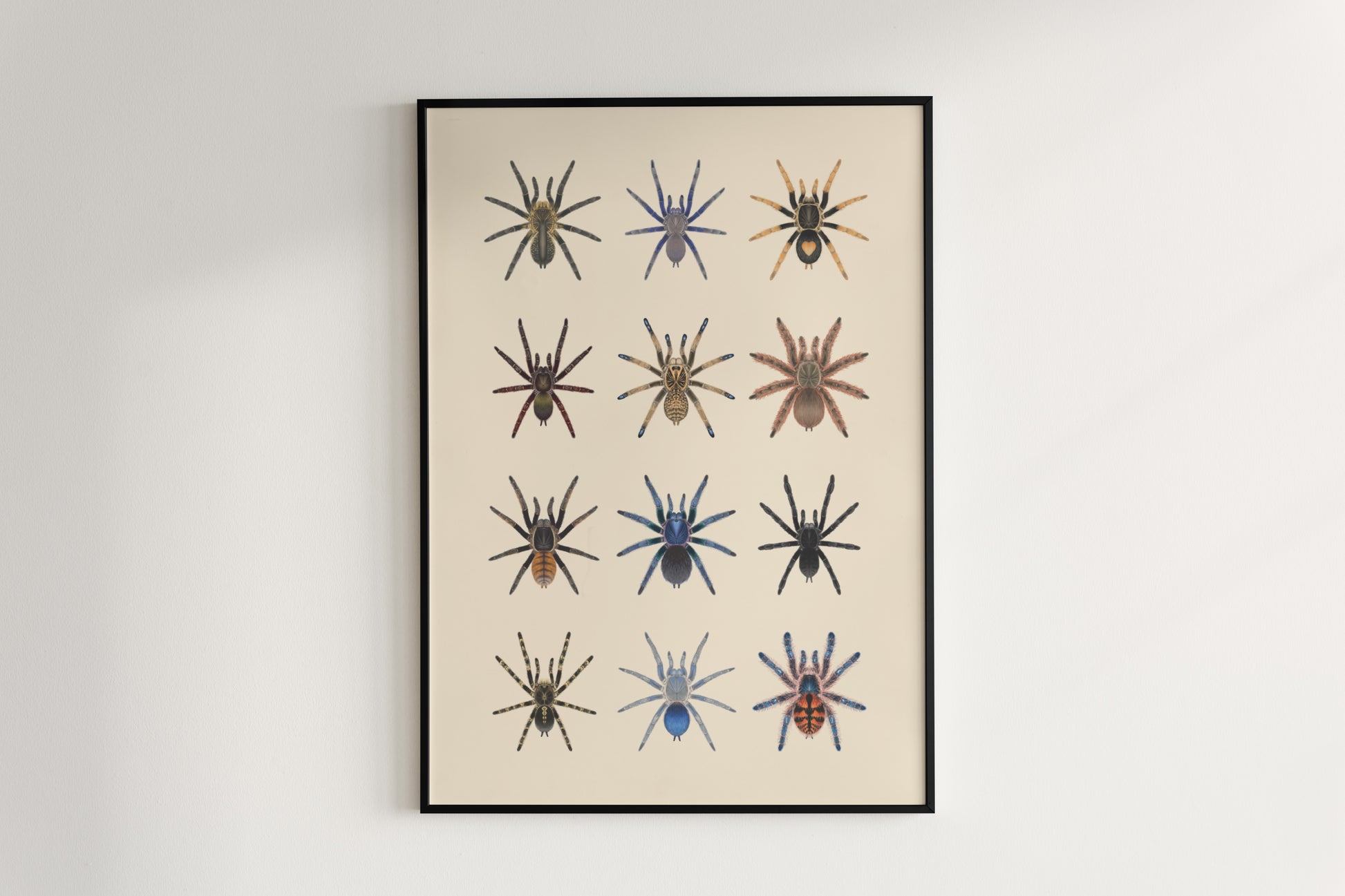 Tarantula Collection: Series X Poster from The Silk Ranch