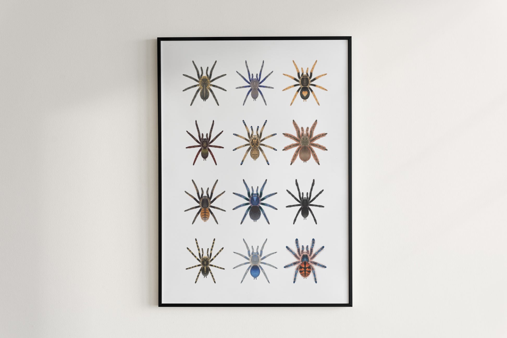 Tarantula Collection: Series X Poster from The Silk Ranch
