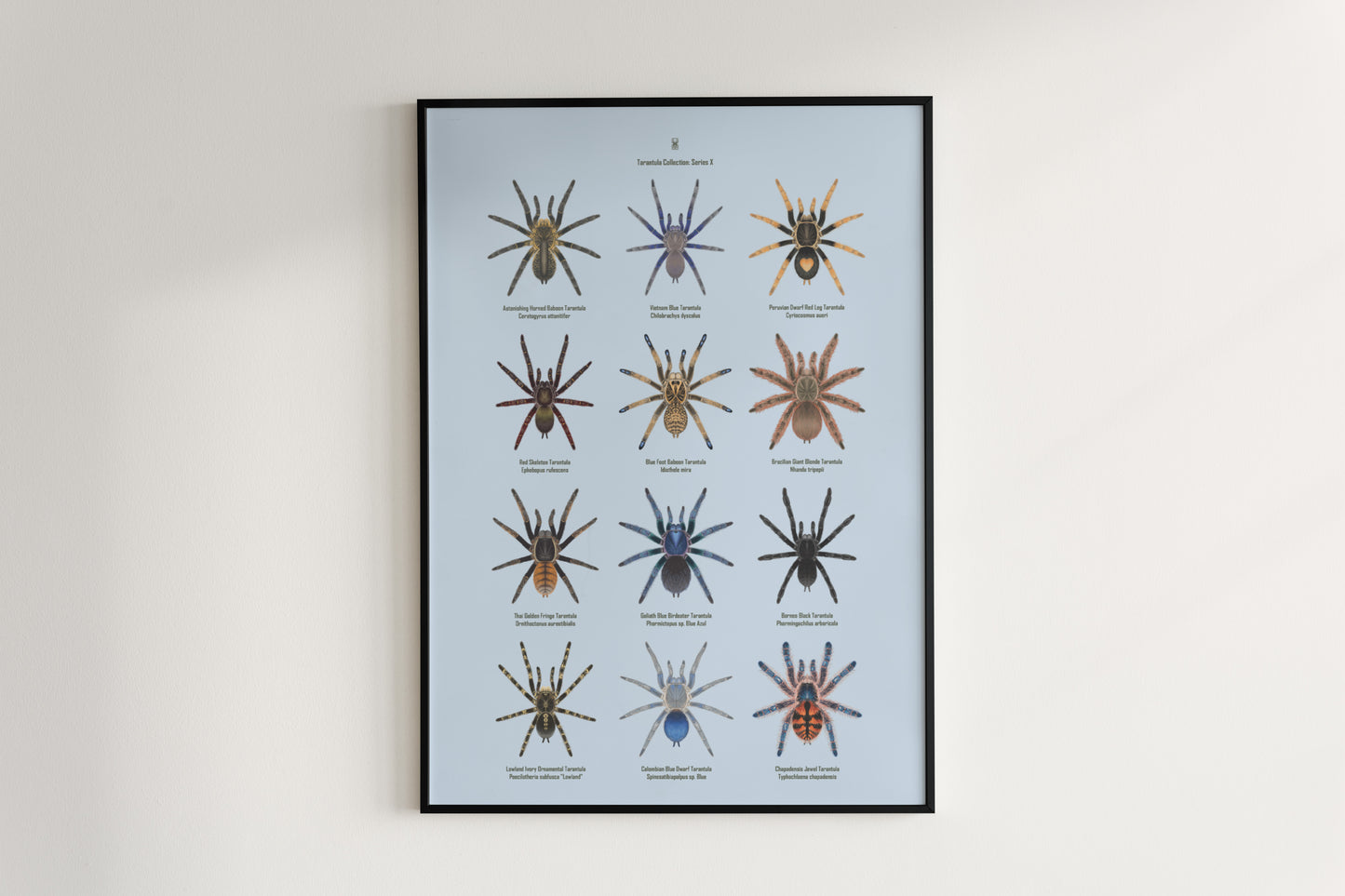 Tarantula Collection: Series X Poster from The Silk Ranch