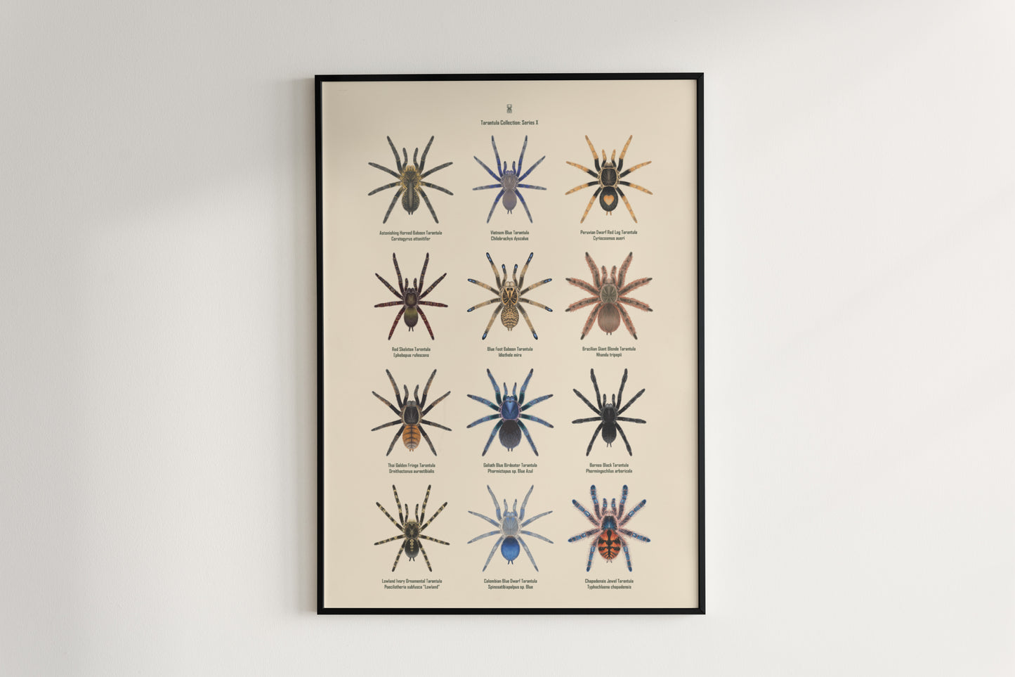Tarantula Collection: Series X Poster from The Silk Ranch