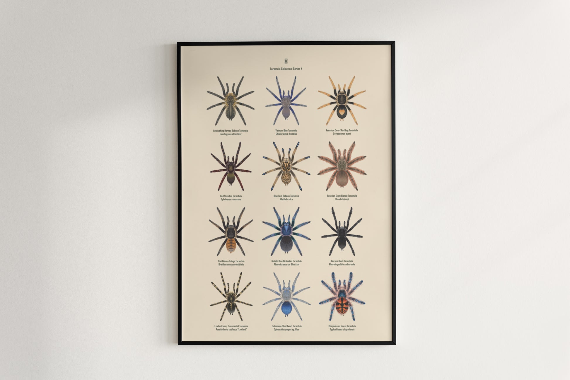 Tarantula Collection: Series X Poster from The Silk Ranch