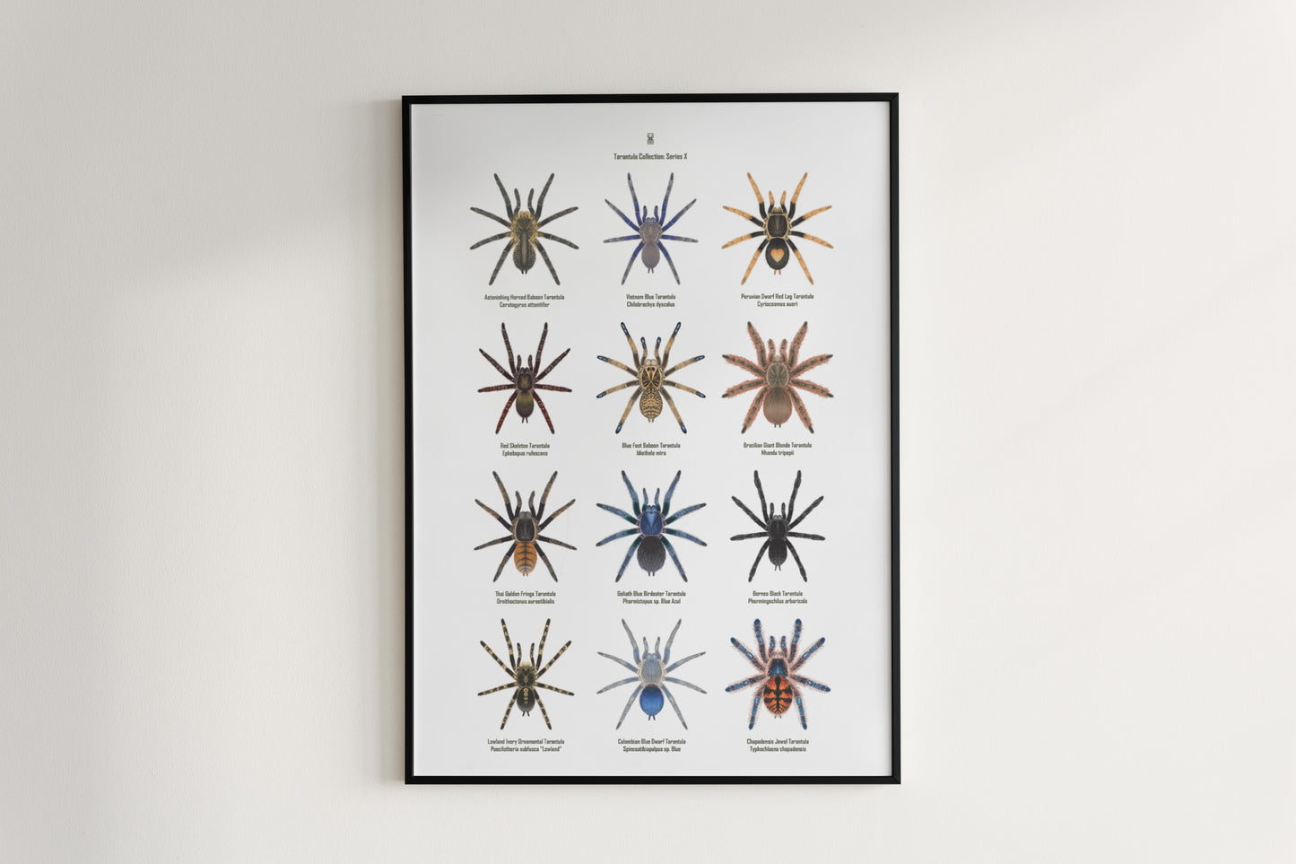 Tarantula Collection: Series X Poster from The Silk Ranch