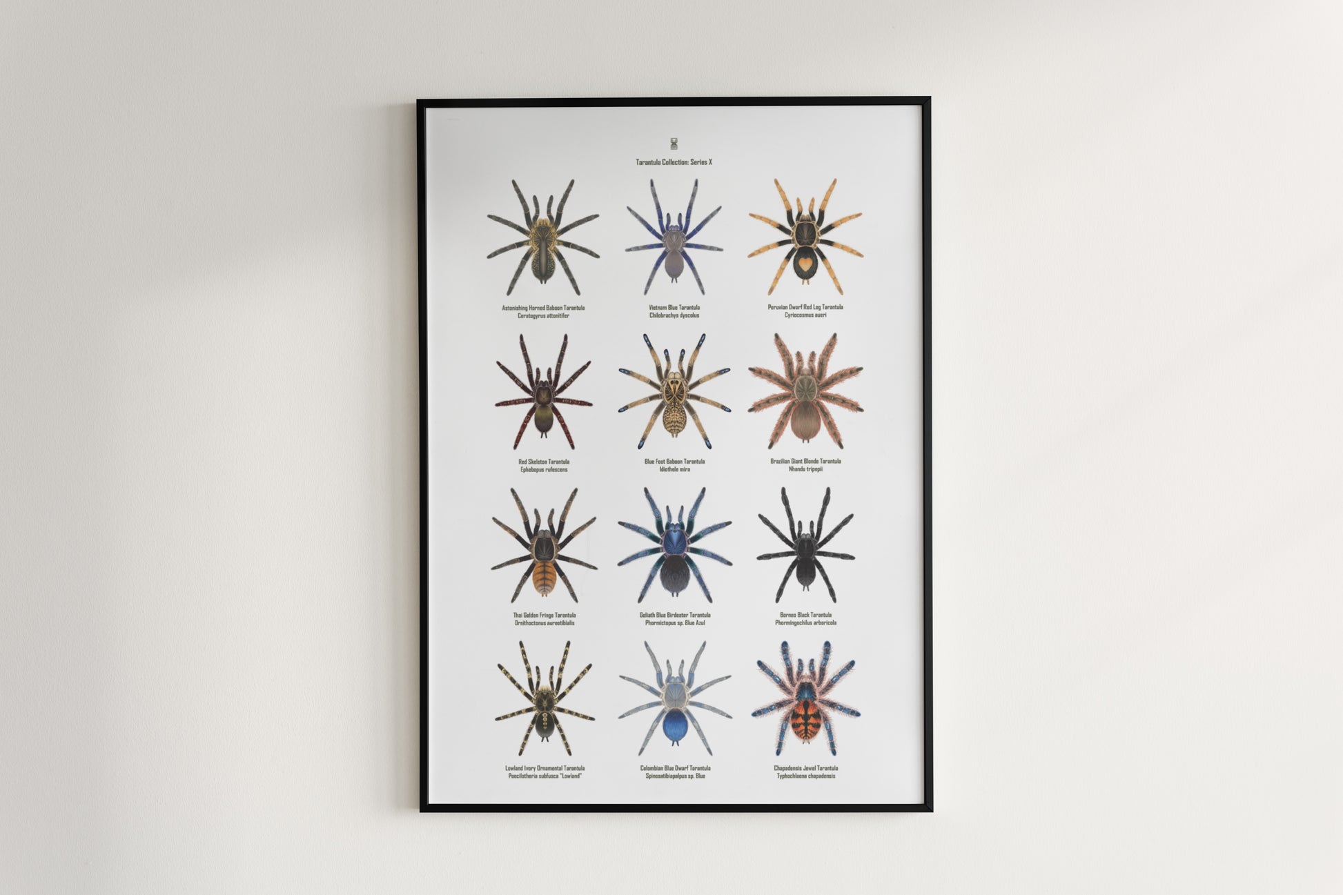 Tarantula Collection: Series X Poster from The Silk Ranch