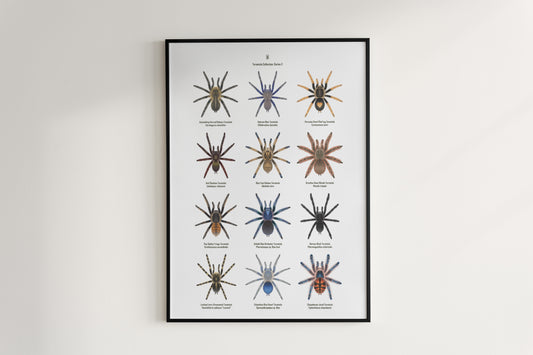Tarantula Collection: Series X Poster from The Silk Ranch