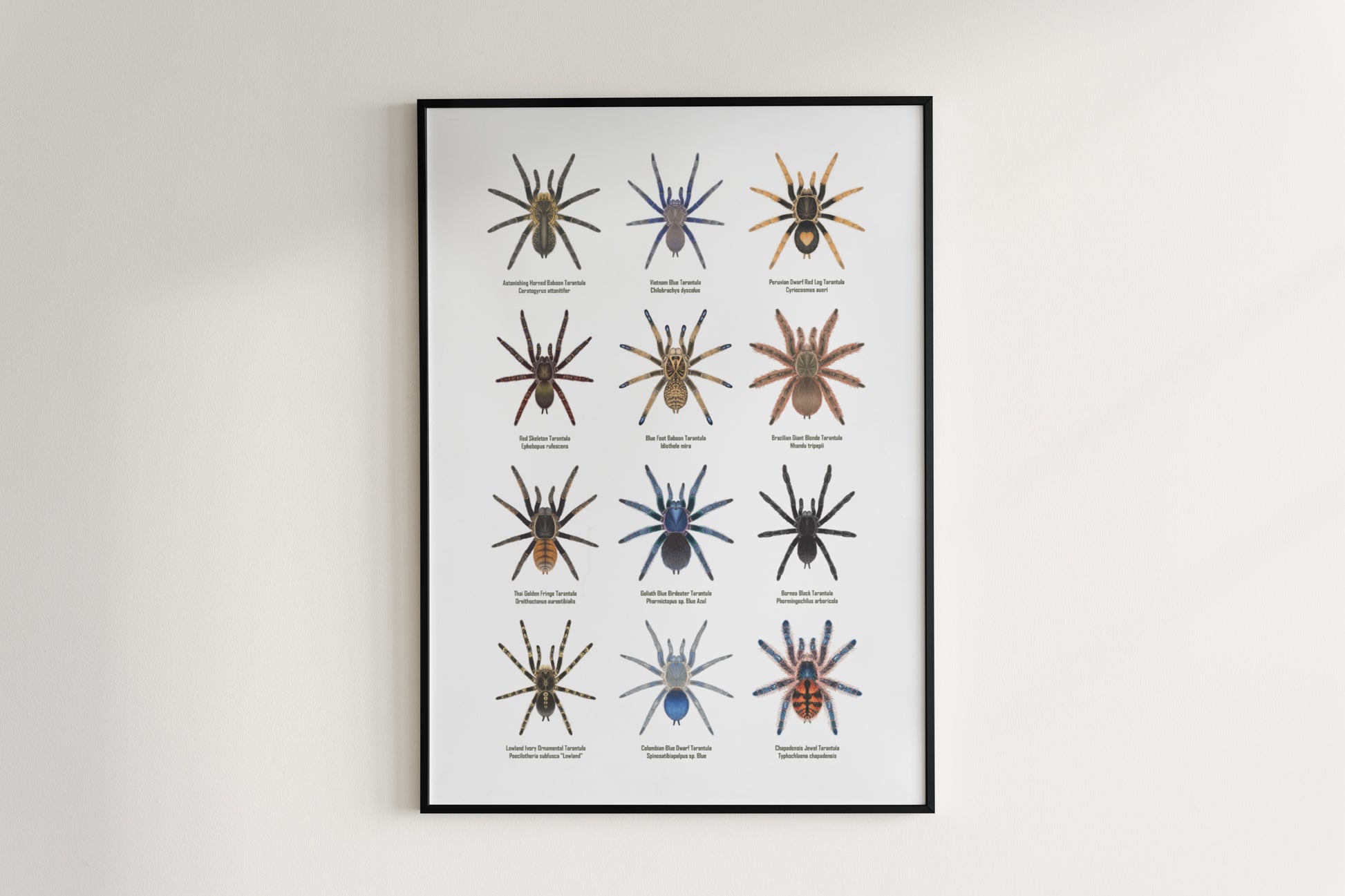 Tarantula Collection: Series X Poster from The Silk Ranch