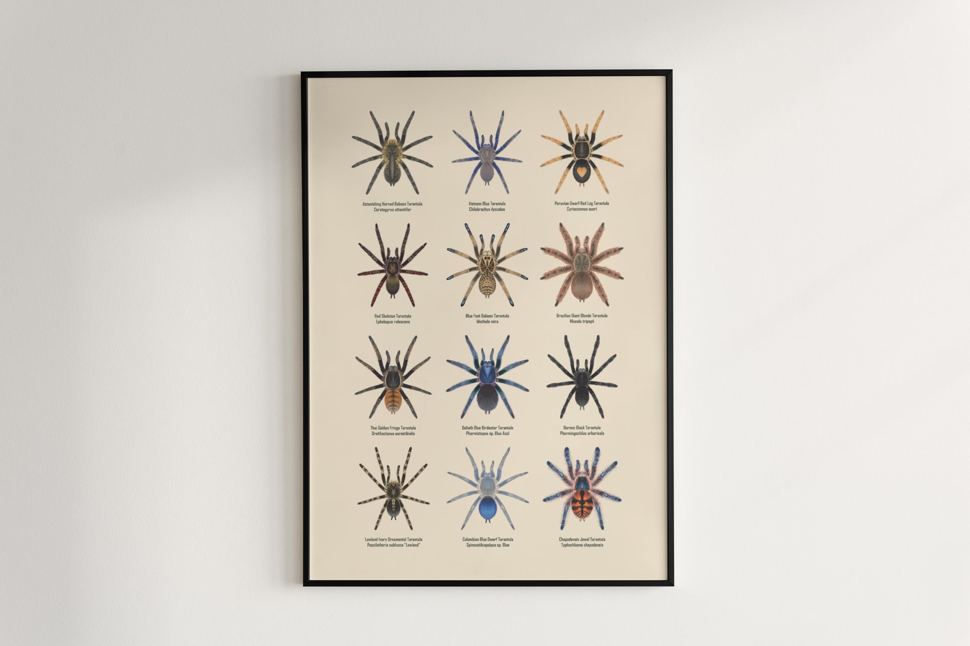 Tarantula Collection: Series X Poster from The Silk Ranch