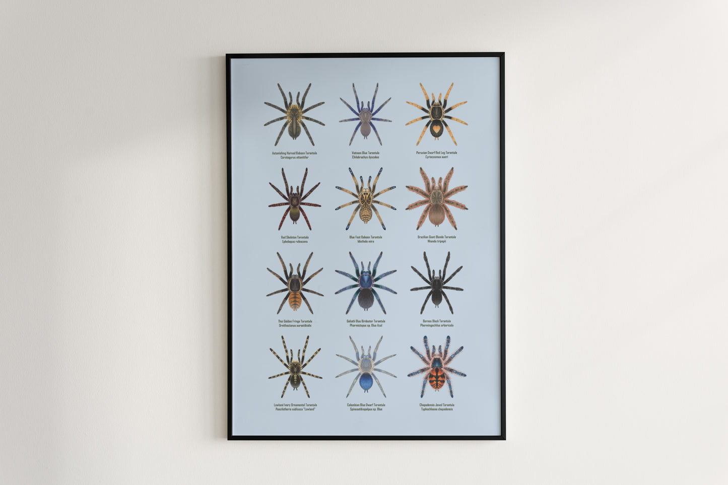 Tarantula Collection: Series X Poster from The Silk Ranch