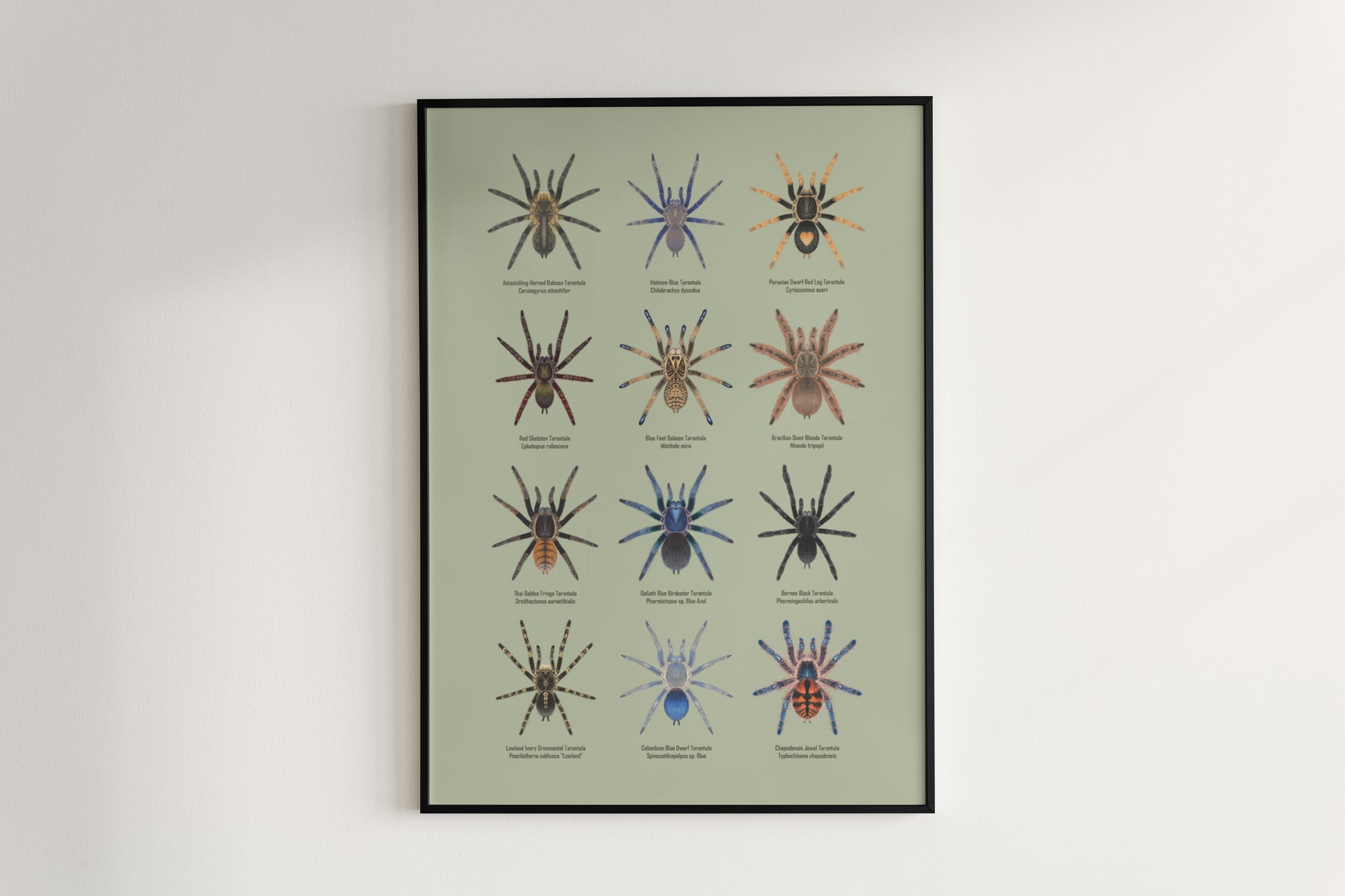 Tarantula Collection: Series X Poster from The Silk Ranch