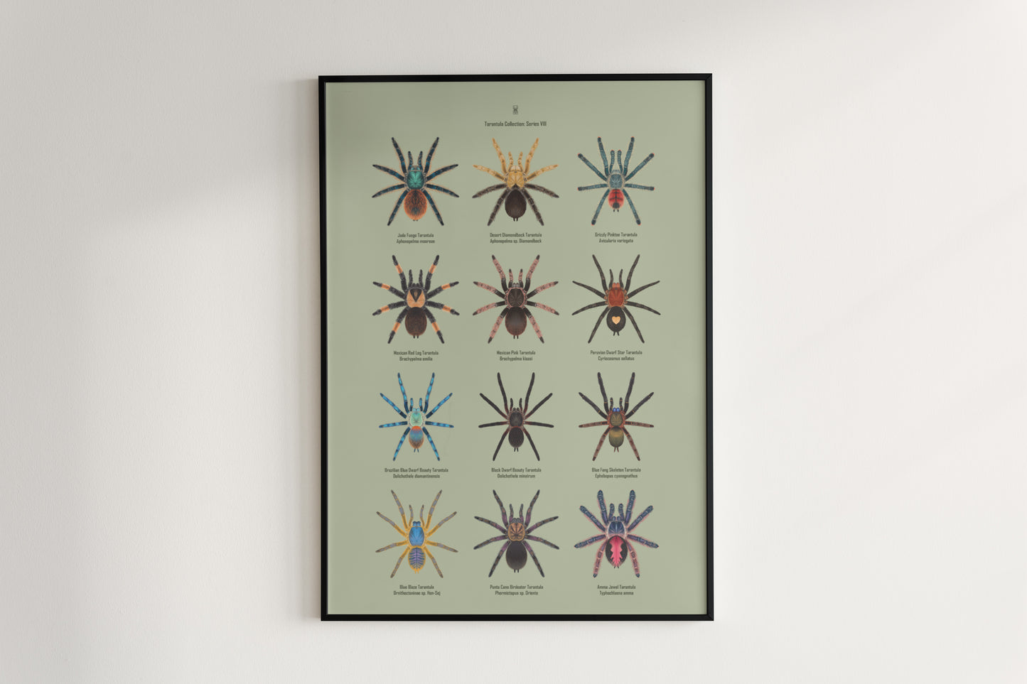 Tarantula Collection: Series 8 Poster from The Silk Ranch
