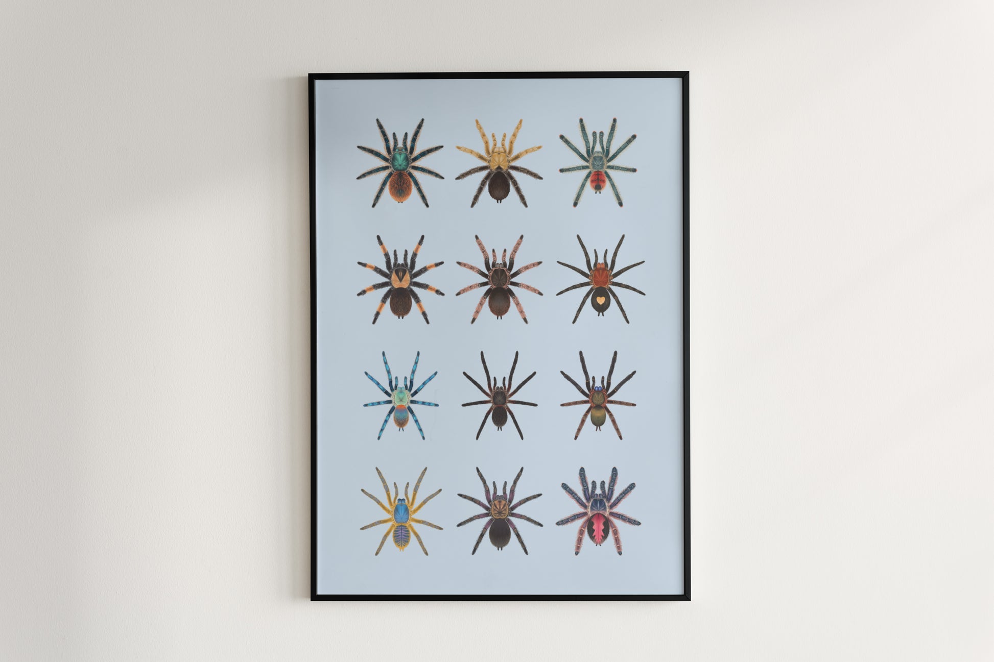 Tarantula Collection: Series 8 Poster from The Silk Ranch