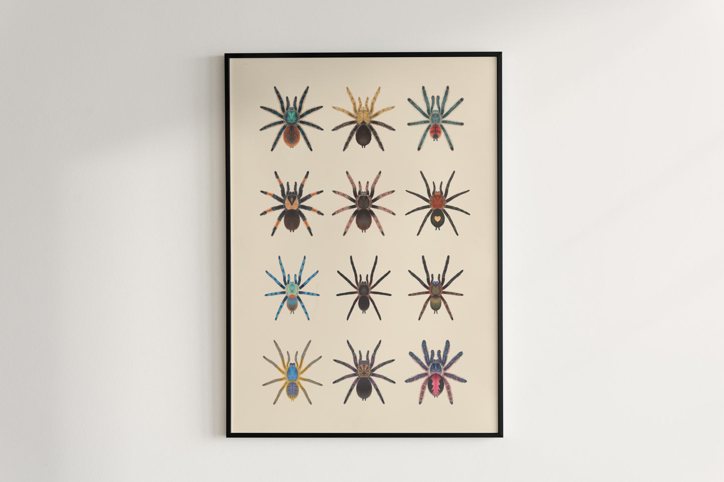 Tarantula Collection: Series 8 Poster from The Silk Ranch