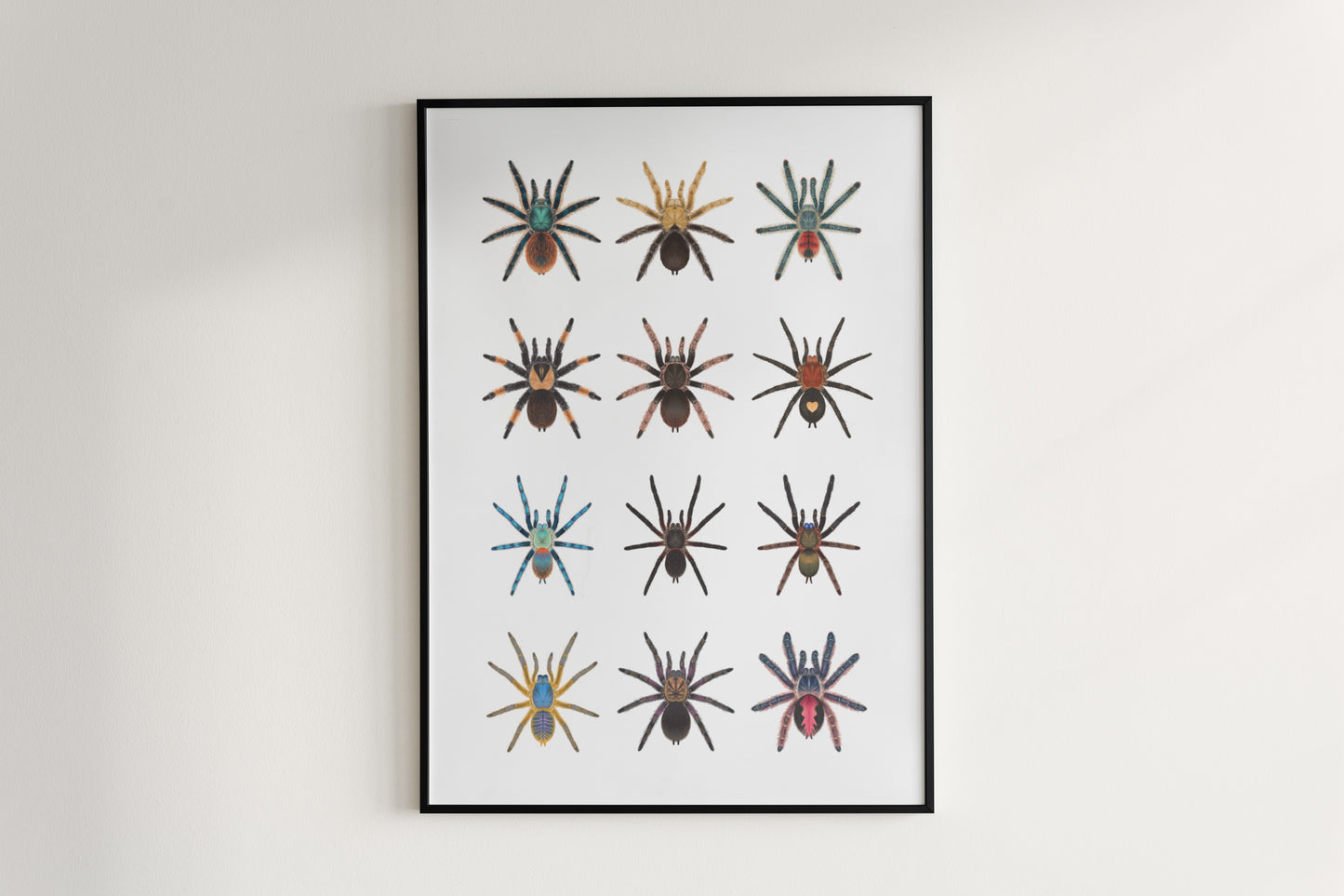 Tarantula Collection: Series 8 Poster from The Silk Ranch
