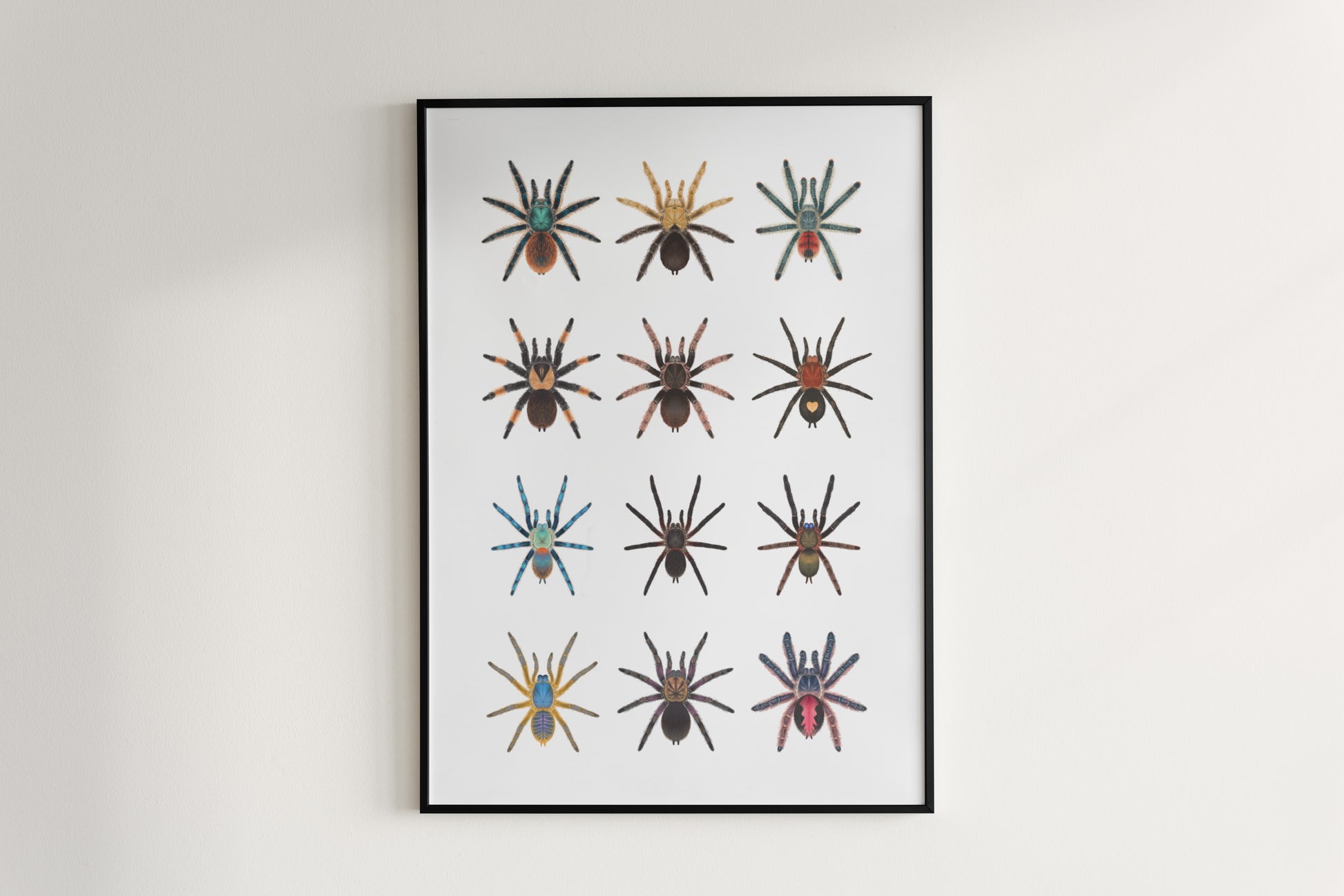 Tarantula Collection: Series 8 Poster from The Silk Ranch