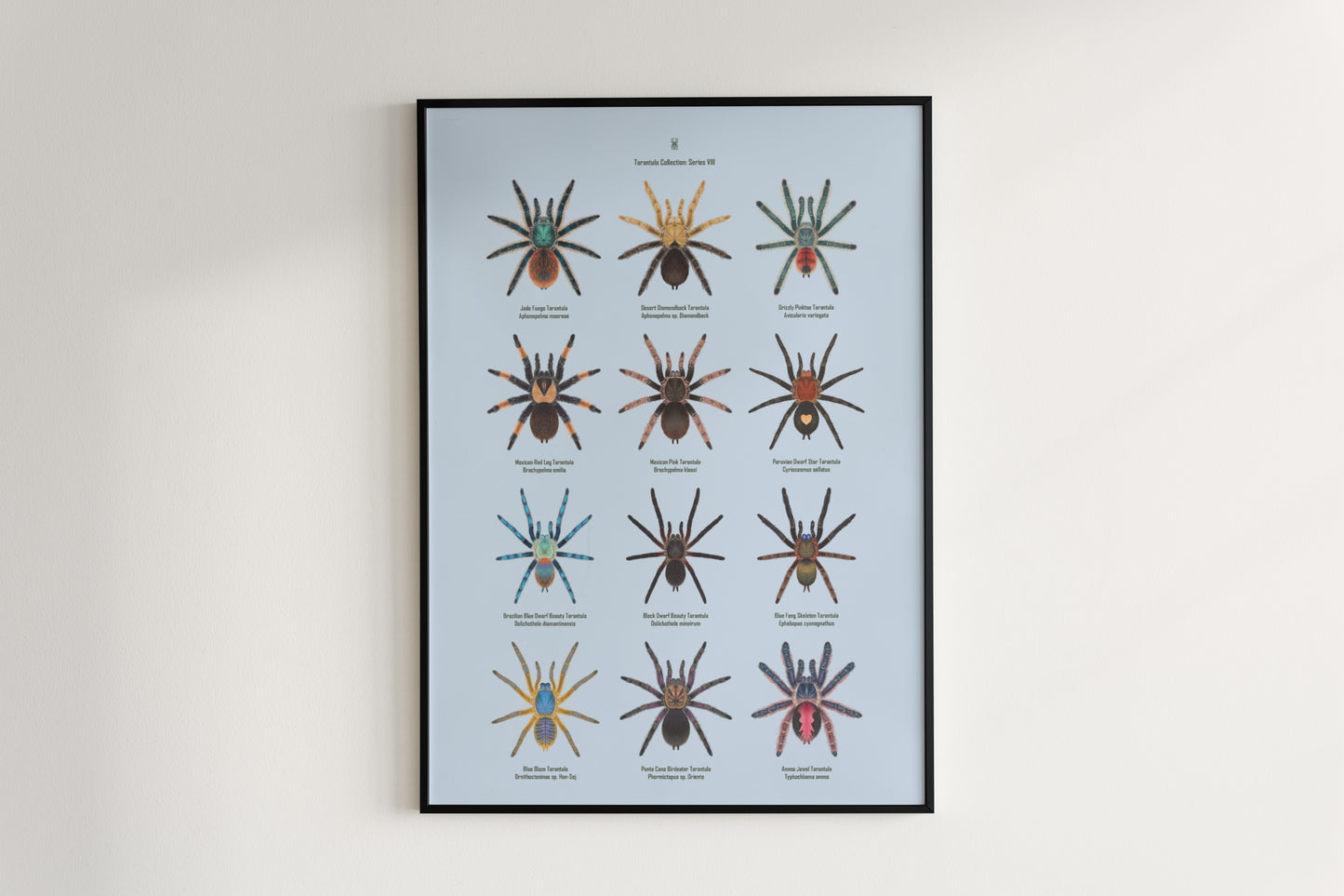Tarantula Collection: Series 8 Poster from The Silk Ranch