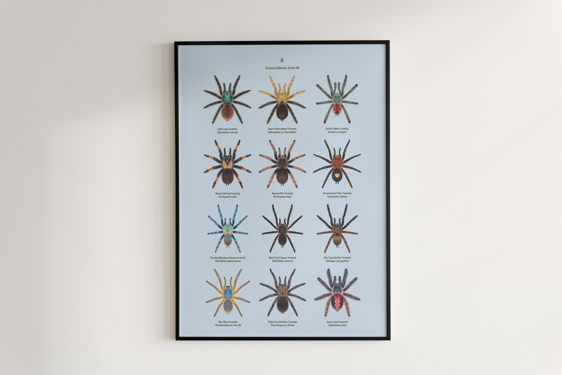 Tarantula Collection: Series 8 Poster from The Silk Ranch