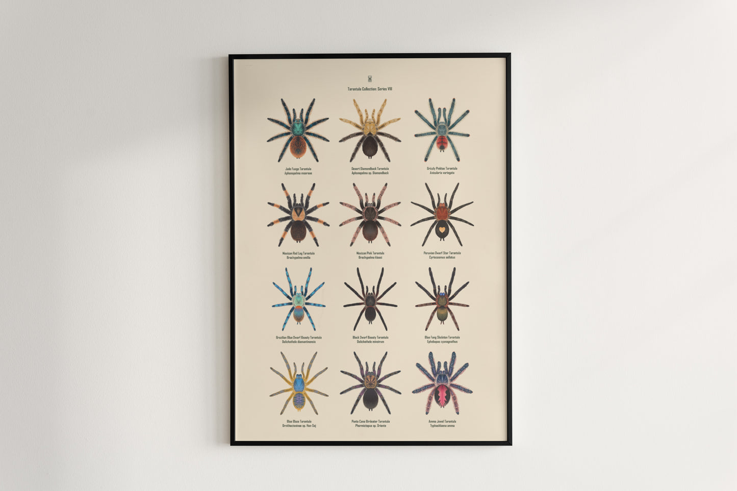 Tarantula Collection: Series 8 Poster from The Silk Ranch