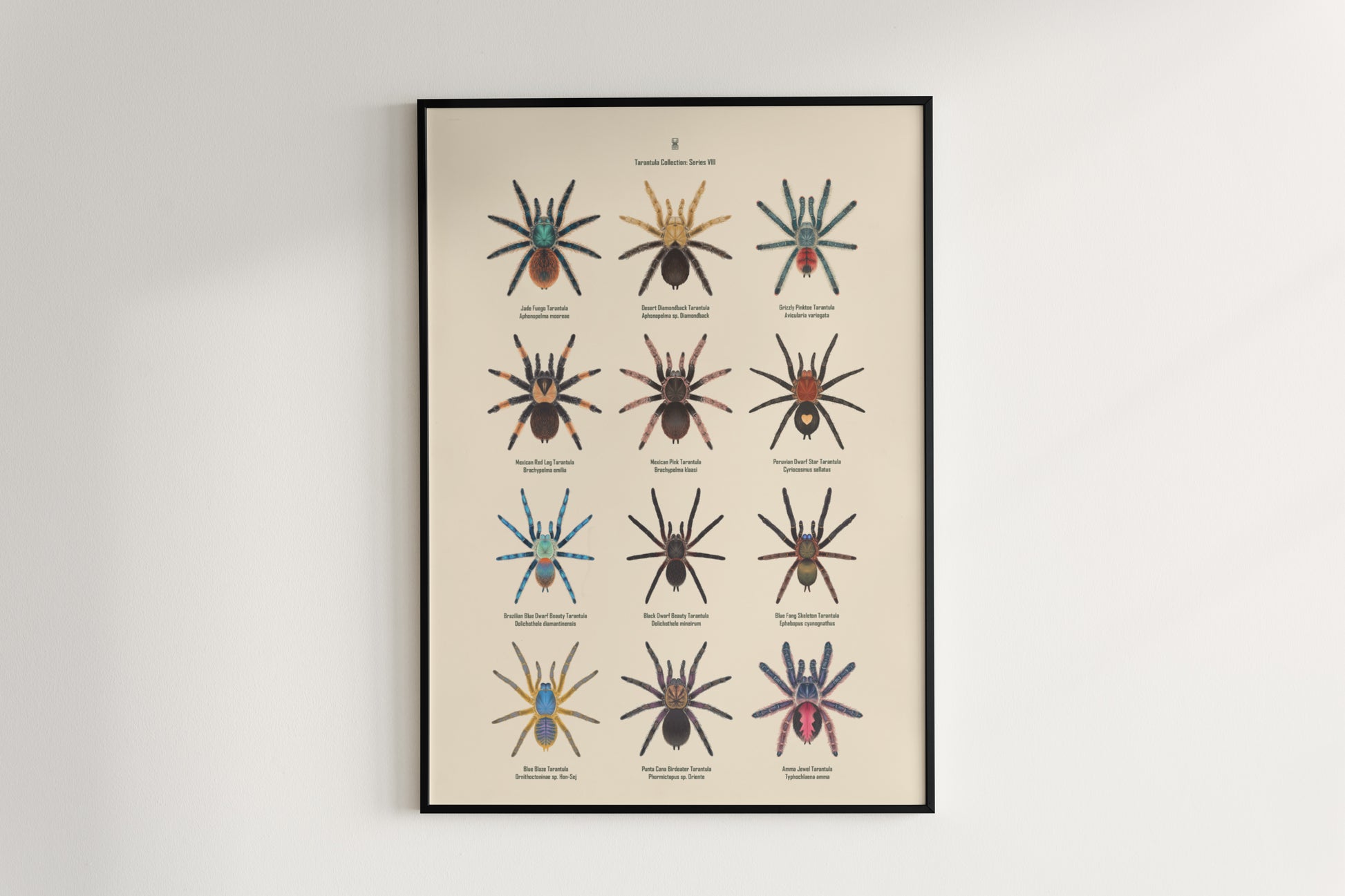 Tarantula Collection: Series 8 Poster from The Silk Ranch
