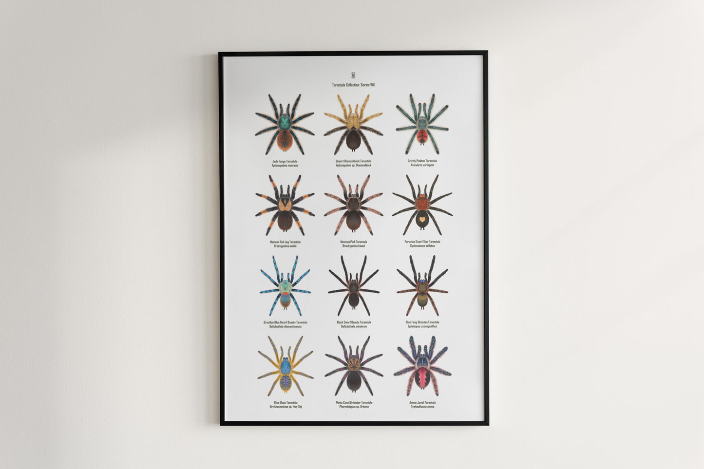 Tarantula Collection: Series 8 Poster from The Silk Ranch