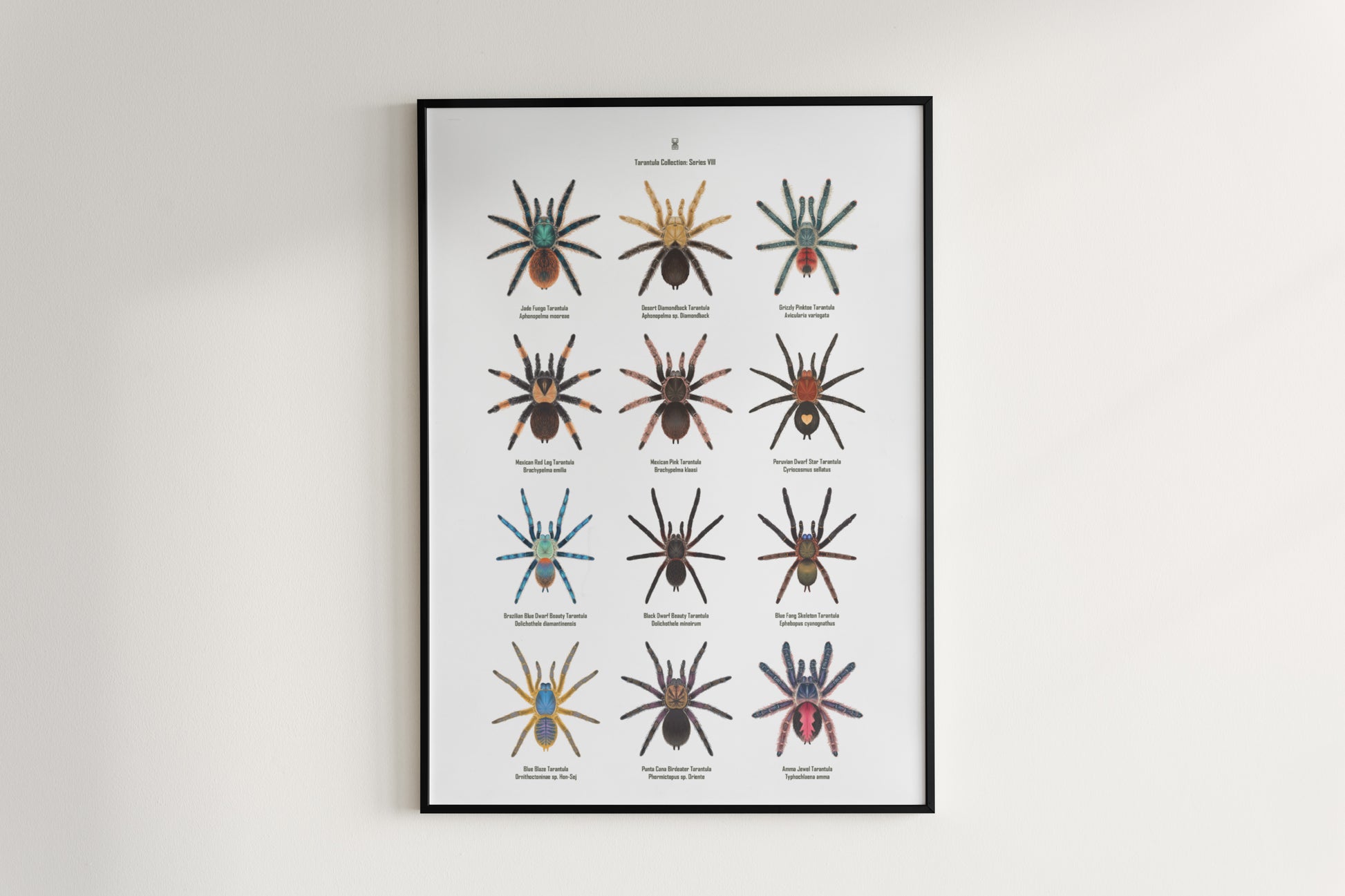 Tarantula Collection: Series 8 Poster from The Silk Ranch