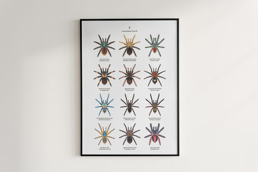 Tarantula Collection: Series VIII Poster from The Silk Ranch
