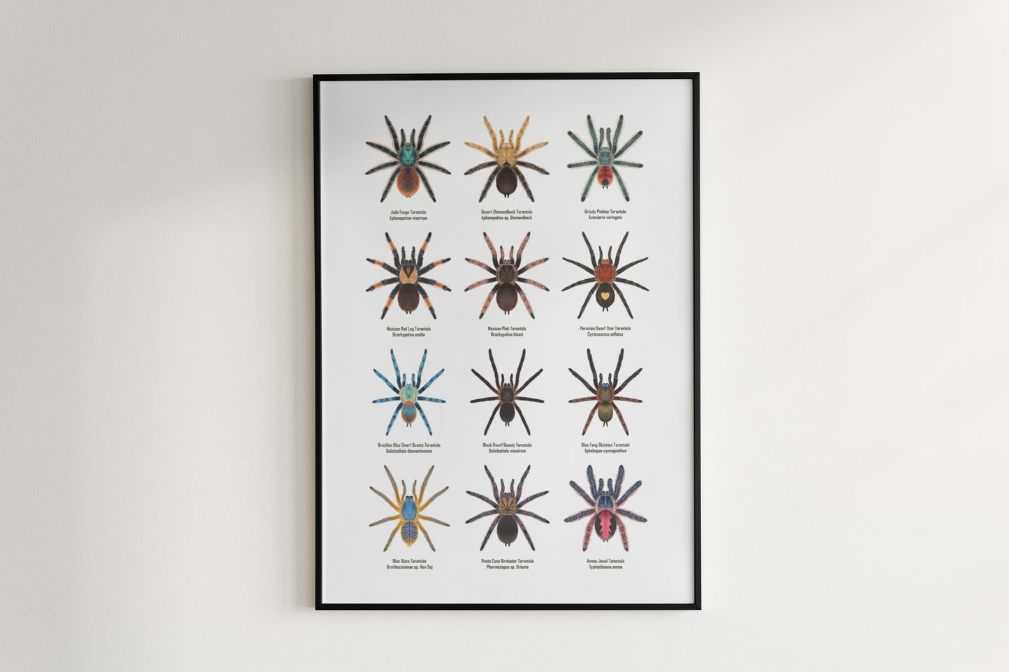 Tarantula Collection: Series 8 Poster from The Silk Ranch