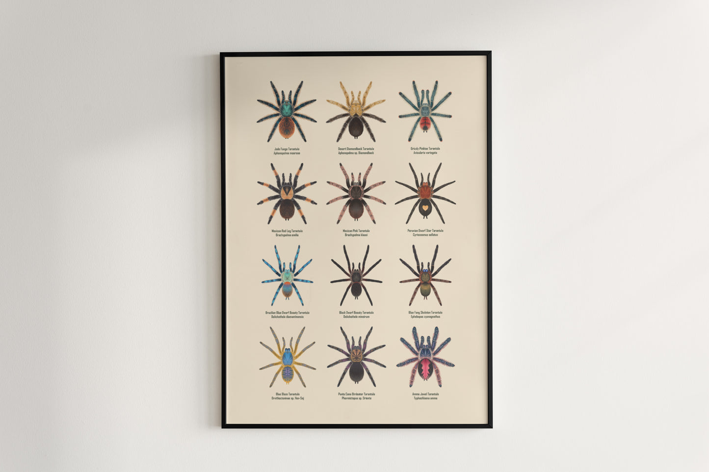 Tarantula Collection: Series 8 Poster from The Silk Ranch