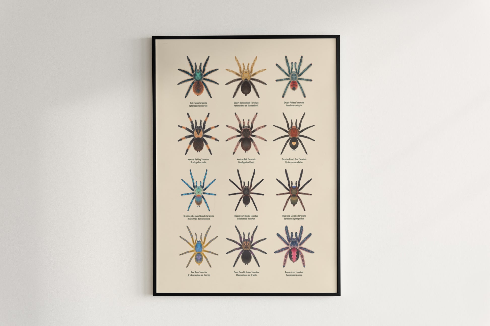 Tarantula Collection: Series 8 Poster from The Silk Ranch