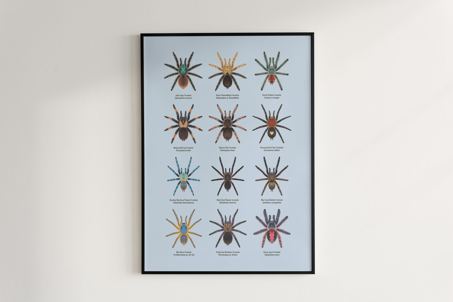Tarantula Collection: Series 8 Poster from The Silk Ranch
