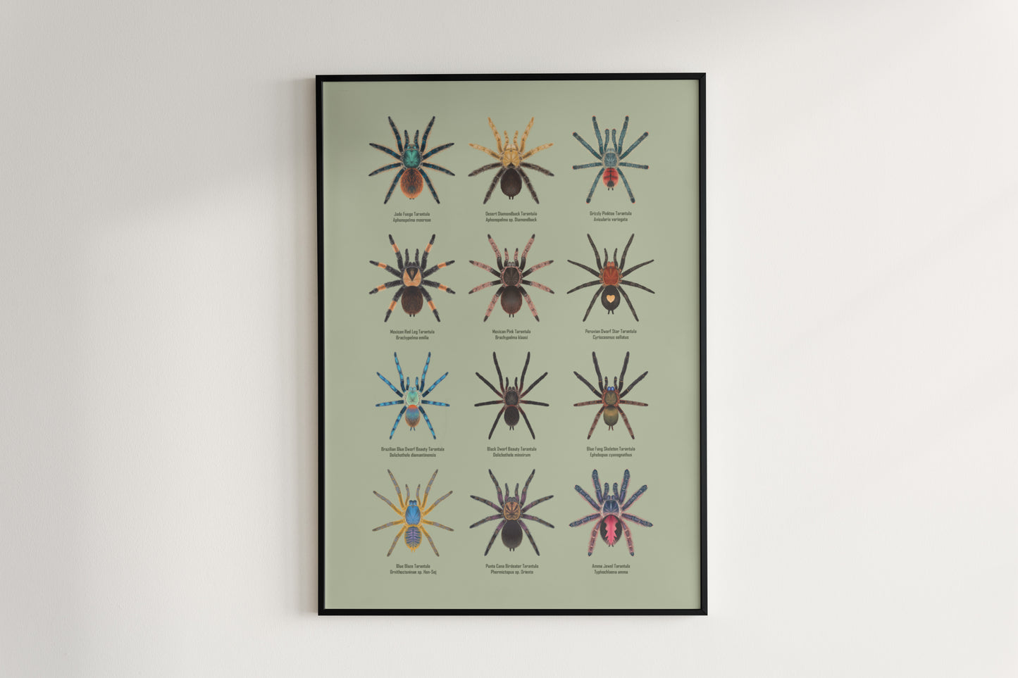 Tarantula Collection: Series 8 Poster from The Silk Ranch